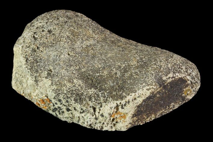 Hadrosaur Finger Bone - Alberta (Disposition #-) #95145